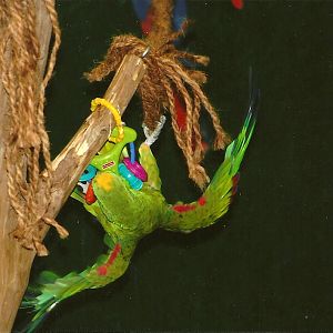 Bubba, 9th September 2011