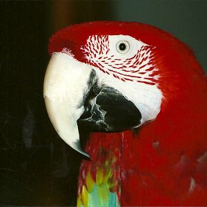 Fred, 9th September 2011