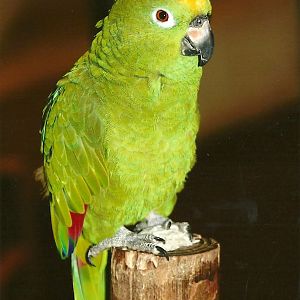 Bubba, 9th September 2011