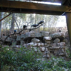 Bronx Zoo- Waldrapp Exhibit Outside of Jungleworld