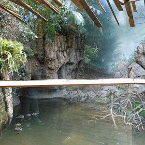 Bronx Zoo- Jungleworld- Part 1 of Ebony Langur Exhibit