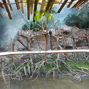 Bronx Zoo- Jungleworld- Part 2 of Ebony Langur Exhibit