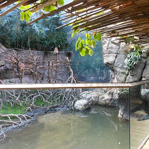 Bronx Zoo- Jungleworld- Part 3 of Ebony Langur Exhibit