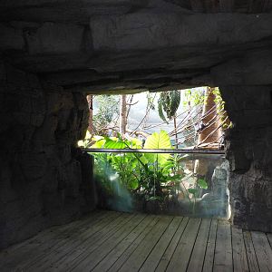 Bronx Zoo- Jungleworld- Silvered Leaf Monkey Exhibit Viewing Area