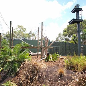Sumatran Orangutan Exhibit