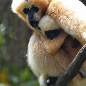 Viet and Nhu- White-cheeked Gibbons