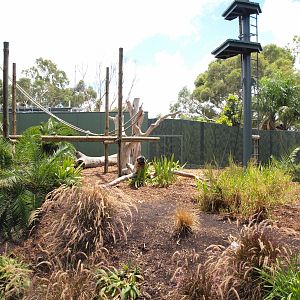 Sumatran Orangutan Exhibit