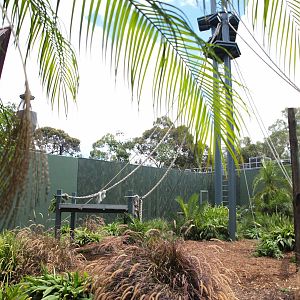 Sumatran Orangutan Exhibit