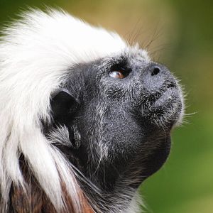 Cottontop Tamarin