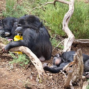 Zwala, Zombi, Soona and Galatea