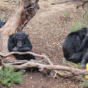 Zombi, Galatea, Zwala and Gombe