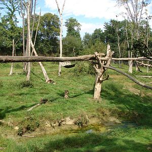 Spectacled bear exhibit