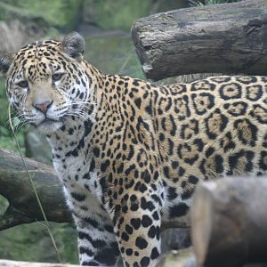 Jaguar