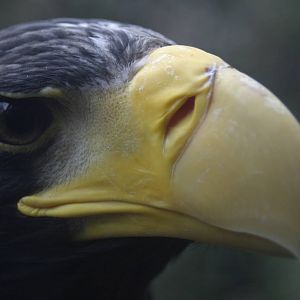 Stellar's Sea Eagle