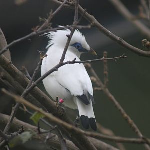 Bali Starling