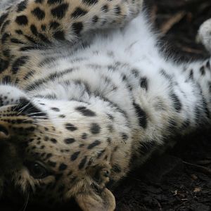 Amur Leopard