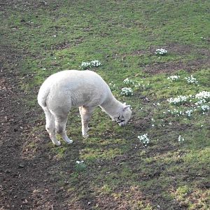 Sewerby Zoo, Gabriella the Alpaca and snowdrops, 25th February 2012