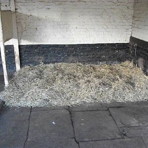 Sewerby Zoo, bed for Alpacas, 25th February 2012