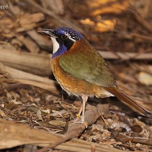 Pitta-like Ground-roller (Atelornis pittoides)