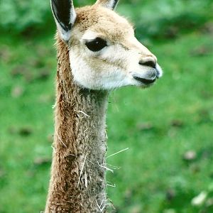 Vicuna, 14th October 2011