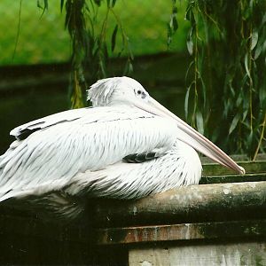 Pink-backed Pelican, 14th October 2011