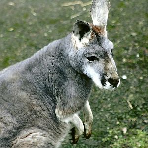 Red Kangaroo, 17th February 2012