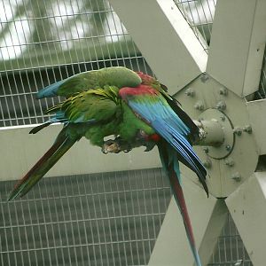 Military and Green-winged Macaws preening, 17th February 2012