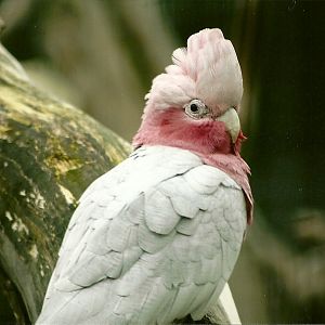 Roseate Cockatoo, 17th February 2012