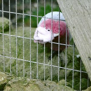 Roseate Cockatoo, 17th February 2012