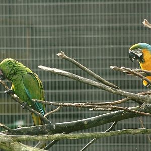 Military, and Blue and Yellow Macaws, 17th February 2012