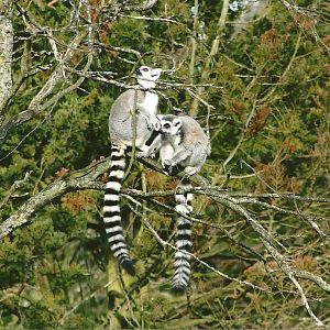 Ring-tailed Lemurs, 17th February 2012