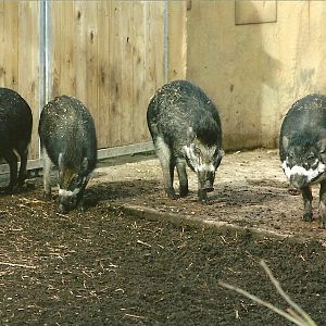 Visayan Warty Pigs, 17th February 2012