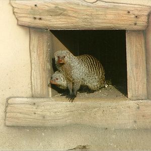 Banded Mongooses, 17th February 2012