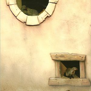 Banded Mongooses, 17th February 2012