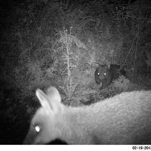 Trail Camera photos