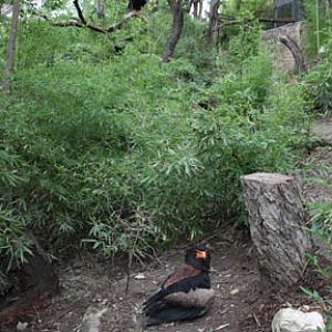 bateleur eagle exhibit - Feb 2012