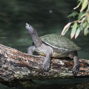 malayan painted turtle - Feb 2012