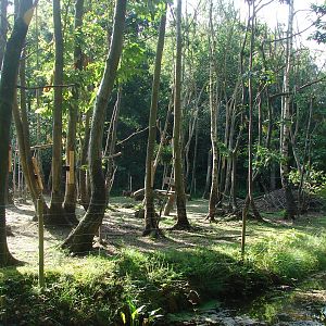 Pygmy hippopotamus and guereza exhibit