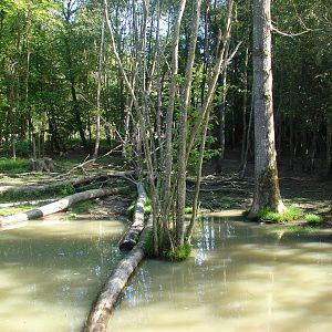 Pygmy hippopotamus and guereza exhibit