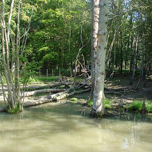 Pygmy hippopotamus and guereza exhibit