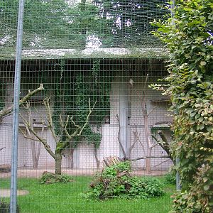 Vulture Aviary at Darmstadt, 30/08/10
