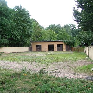 Dromedary Paddock at Darmstadt, 30/08/10