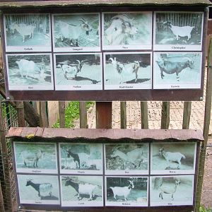 Goat Signage at Darmstadt, 30/08/10