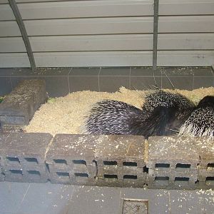 Porcupine Den at Darmstadt, 30/08/10