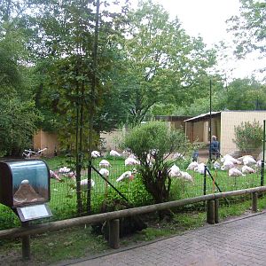 Flamingo Exhibit at Darmstadt, 30/08/10