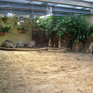 Giant Tortoise Exhibit at Darmstadt, 30/08/10