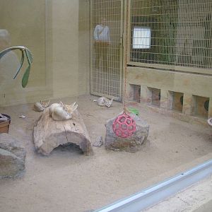 Fennec Fox Exhibit at Darmstadt, 30/08/10