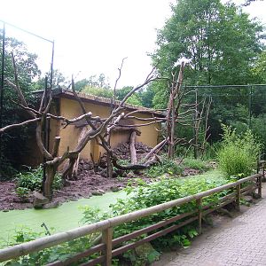 Coati Exhibit at Darmstadt, 30/08/10