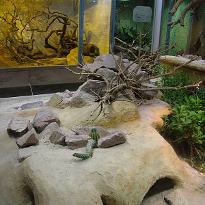 Beaded Lizard Exhibit at Darmstadt, 30/08/10