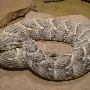 Puff Adder at Darmstadt, 30/08/10
